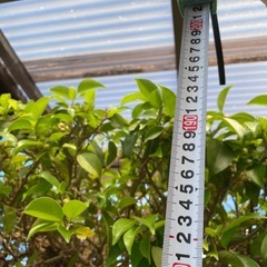 観葉植物🌿ベンジャミン【特大】の画像