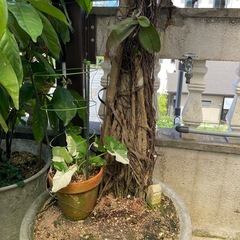 観葉植物🌿ベンジャミン【特大】の画像