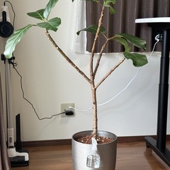 値下げ可能✨観葉植物 アフリカンプリンス✨ おしゃれなインテリアグリーンの画像