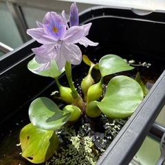 水草ホテイソウの画像