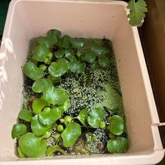 水草ホテイソウの画像