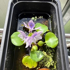 水草ホテイソウの画像