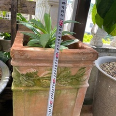 観葉植物🌿アガベの画像