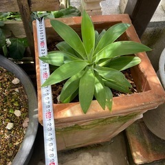 観葉植物🌿アガベの画像