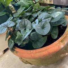 観葉植物🌿カンアオイの画像
