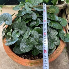観葉植物🌿カンアオイの画像