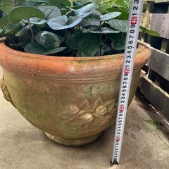 観葉植物🌿カンアオイの画像
