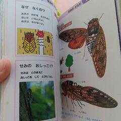 ９月末処分　はるなつずかんの画像