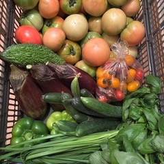 朝取れ🥒と🍆と🫑と🌿とゴーヤと傷物🍅