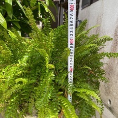 観葉植物🌿シダの画像