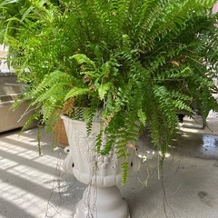 観葉植物🌿シダの画像