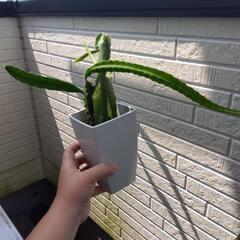 ドラゴンフルーツ①  サボテン 観葉植物の画像