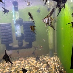 熱帯魚　エンゼルフィシュ幼魚の画像