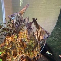 熱帯魚　エンゼルフィシュ幼魚の画像