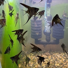 熱帯魚　エンゼルフィシュ幼魚の画像