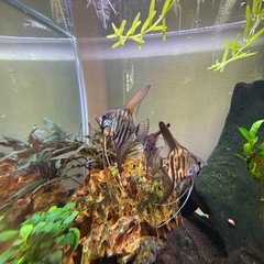 熱帯魚　エンゼルフィシュ幼魚の画像