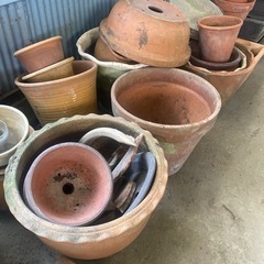 鉢植えの画像