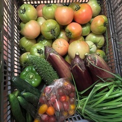 朝一収穫した🥒と🫑と🍆と傷物🍅