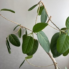 観葉植物　ゴムの木
の画像