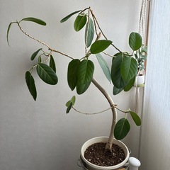 観葉植物　ゴムの木
の画像