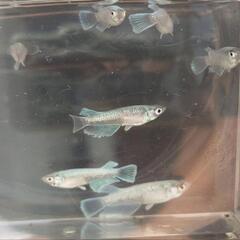 店舗済　めだか　エメキン【現物】の画像