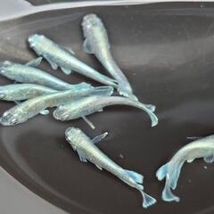 店舗済　めだか　エメキン【現物】の画像