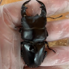 【お子様に是非】ホペイオオクワガタペアの画像