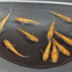 めだか　ﾕﾘｼｽﾊﾟﾗﾃﾞｨｰｿﾞ【現物】の画像