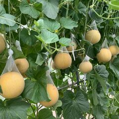 マスクメロン ２個セット ※ 訳ありの画像