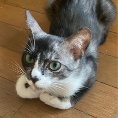 里親さま募集中です