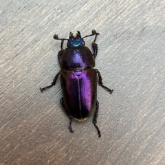 パプアキンイロクワガタ成虫ペアの画像