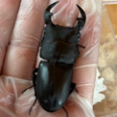 【お子様に是非】ホペイオオクワガタペアの画像