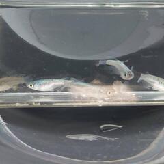 店舗済　めだか　ネプチューン【現物】の画像