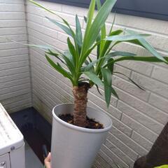 ユッカ① 青年の樹 観葉植物の画像