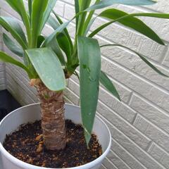 ユッカ① 青年の樹 観葉植物の画像