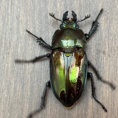 ニジイロクワガタ成虫♂♀♀セット
の画像