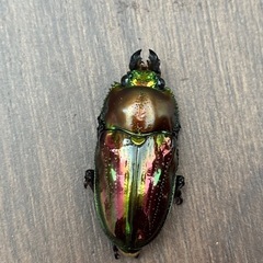 ニジイロクワガタ成虫♂♀♀セット
の画像