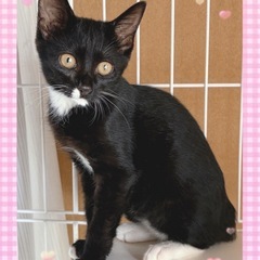 ❤️甘えん坊❤️4ヶ月♀福ちゃん🐈