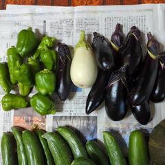 【お取引先決定済】おまとめ夏野菜のセットの画像