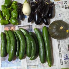 【お取引先決定済】おまとめ夏野菜のセットの画像
