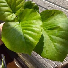 フィカス ウンベラータ① 観葉植物の画像