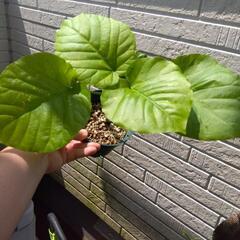 フィカス ウンベラータ① 観葉植物の画像