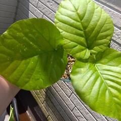 フィカス ウンベラータ① 観葉植物の画像