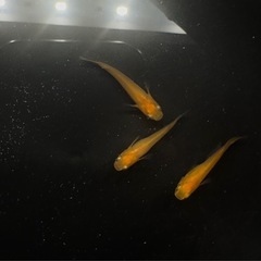 土日限定価格❗️ 鶴崎楊貴妃1トリオ(オス1メス2)の画像