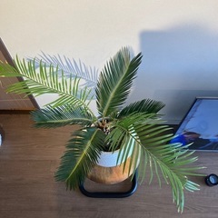 ソテツ（観葉植物）の画像