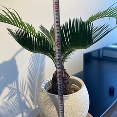 ソテツ（観葉植物）の画像