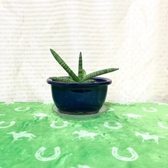 【夢物語工房】趣味の小さな観葉植物レンタル