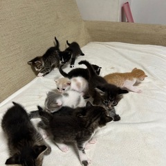 子猫※問い合わせ多数で返信追いついてませんごめんなさい