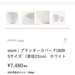 ソテツ（観葉植物）の画像