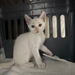 【エム】ジモモ　白猫 ジモモ開封したよぉ〜🧸 めちゃくちゃ大きかった笑笑 人の顔より